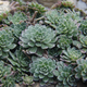Image for article titled How to Make a Crevice Garden